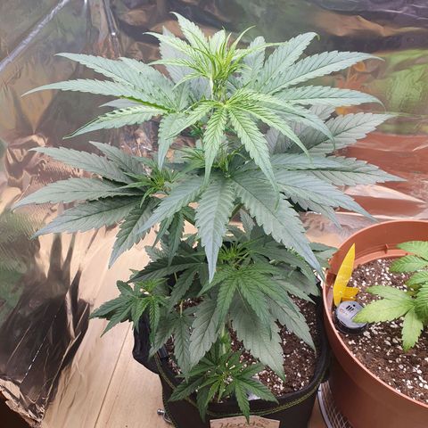 Epsilon growlog timeline photo