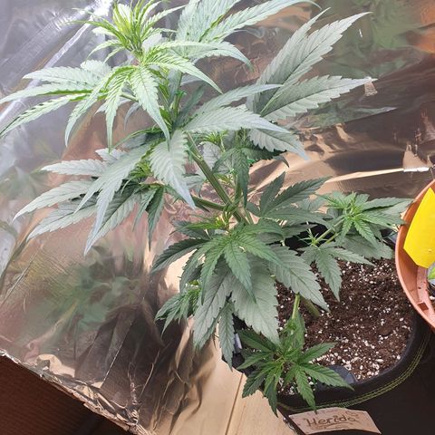 Epsilon growlog timeline photo
