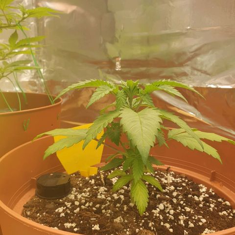 Wedding Cake growlog timeline photo
