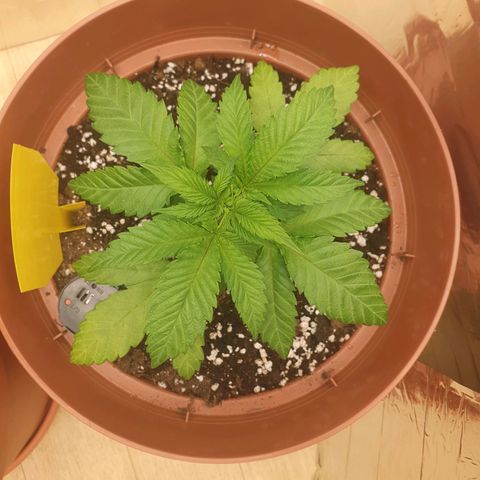 Wedding Cake growlog timeline photo