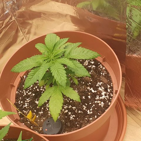 Wedding Cake growlog timeline photo
