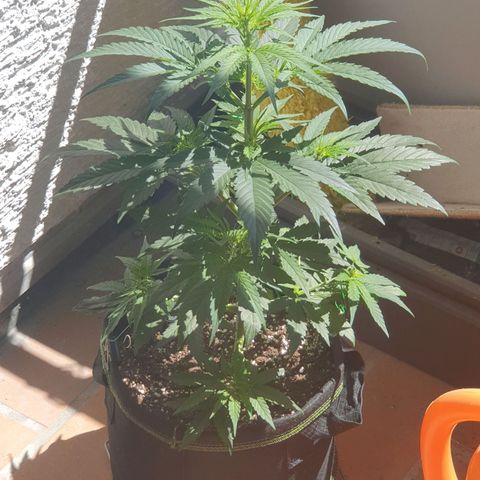 Epsilon growlog timeline photo