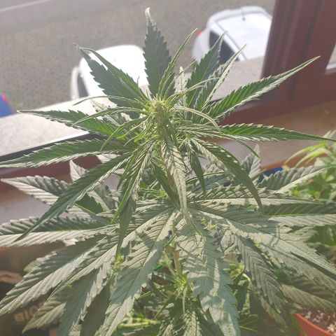 Epsilon growlog timeline photo