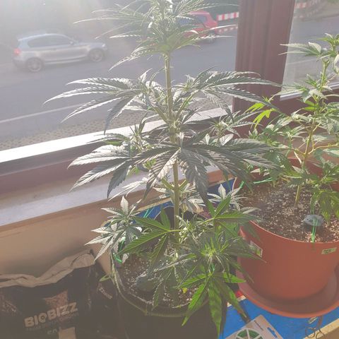 Epsilon growlog timeline photo