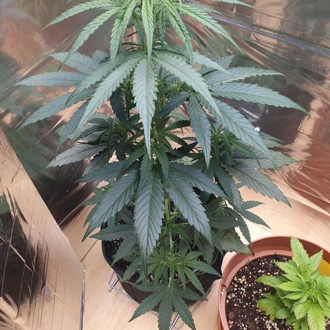 Epsilon growlog timeline photo