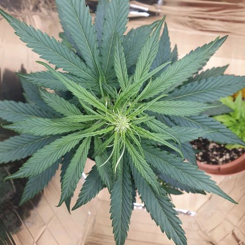 Epsilon growlog timeline photo