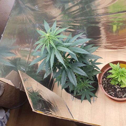 Epsilon growlog timeline photo