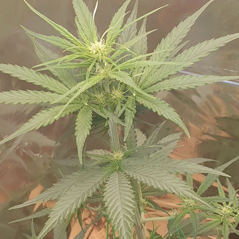 Epsilon growlog timeline photo