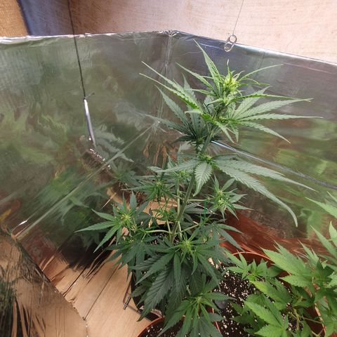 Epsilon growlog timeline photo