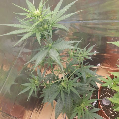 Epsilon growlog timeline photo