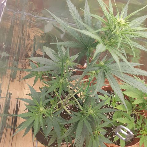 Epsilon growlog timeline photo