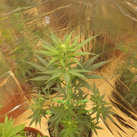 Epsilon growlog timeline photo