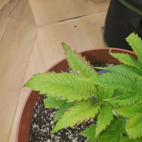 Wedding Cake growlog photo: Überdüngt Not OP 😷🤏🏼✂️