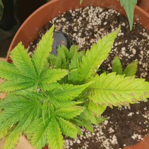 Wedding Cake growlog photo: Überdüngt Not OP 😷🤏🏼✂️