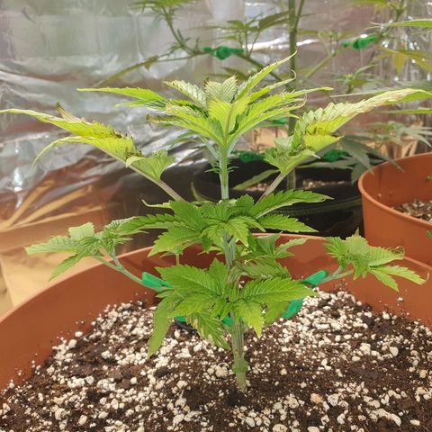 Wedding Cake growlog photo: Überdüngt Not OP 😷🤏🏼✂️