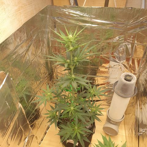Epsilon growlog timeline photo