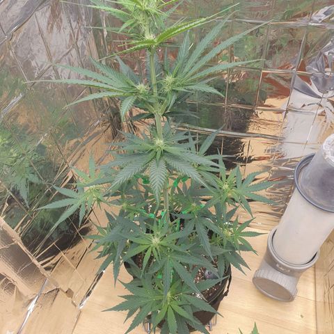 Epsilon growlog timeline photo