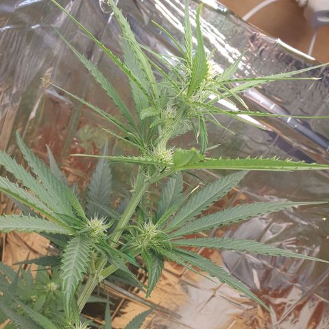 Epsilon growlog timeline photo