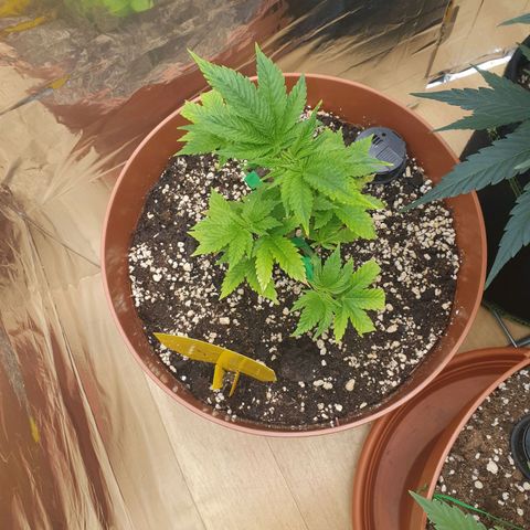 Wedding Cake growlog timeline photo