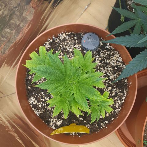 Wedding Cake growlog timeline photo