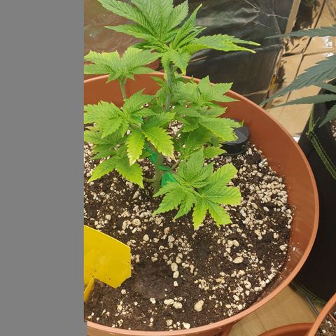 Wedding Cake growlog timeline photo