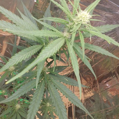 Epsilon growlog timeline photo