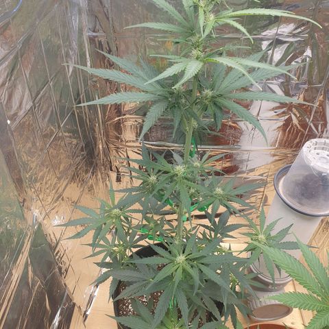 Epsilon growlog timeline photo