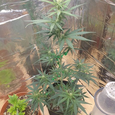 Epsilon growlog timeline photo