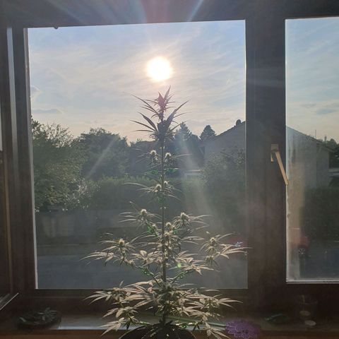 Epsilon growlog timeline photo
