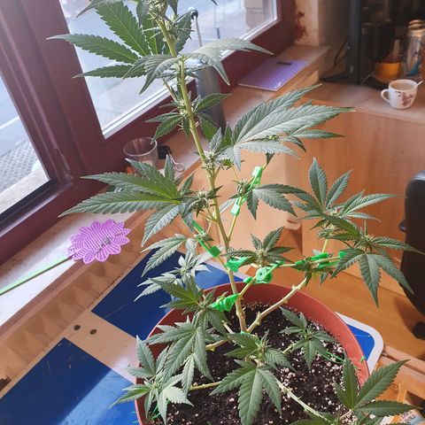 Geile Geli growlog timeline photo