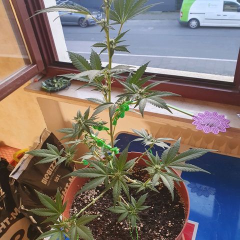 Geile Geli growlog timeline photo