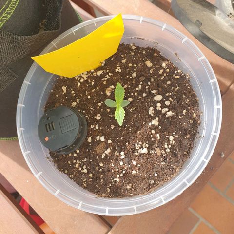 Special Kush #1 growlog timeline photo