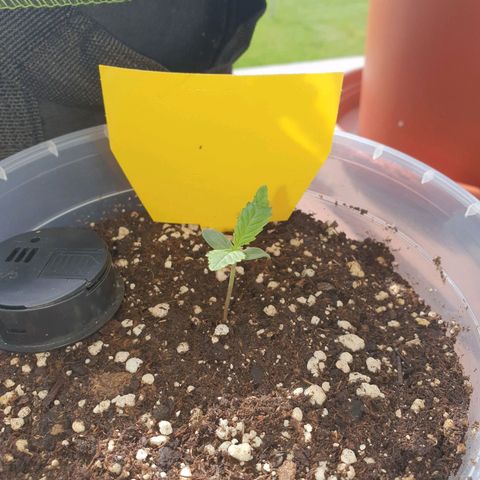 Special Kush #1 growlog timeline photo