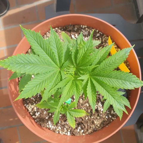 Wedding Cake growlog timeline photo