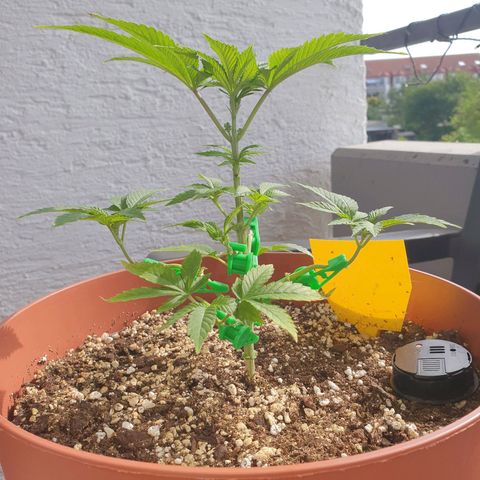 Wedding Cake growlog timeline photo