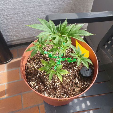 Wedding Cake growlog timeline photo