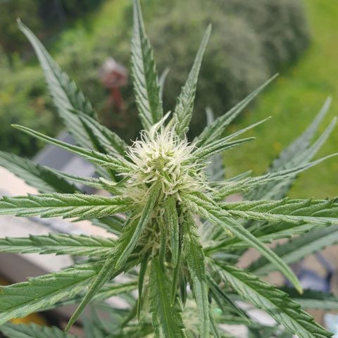 Epsilon growlog timeline photo