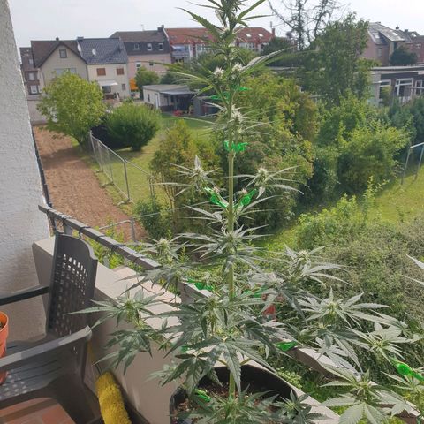 Epsilon growlog timeline photo