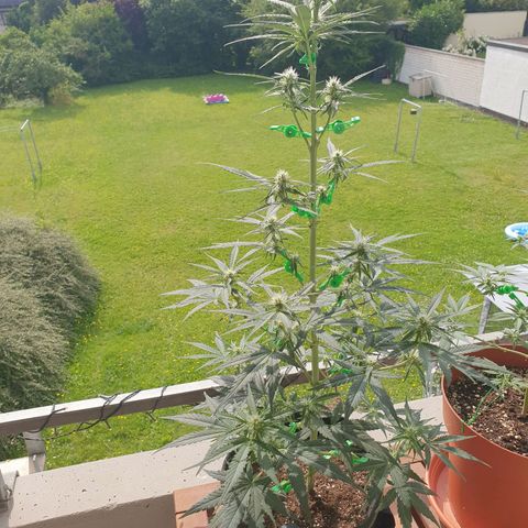 Epsilon growlog timeline photo