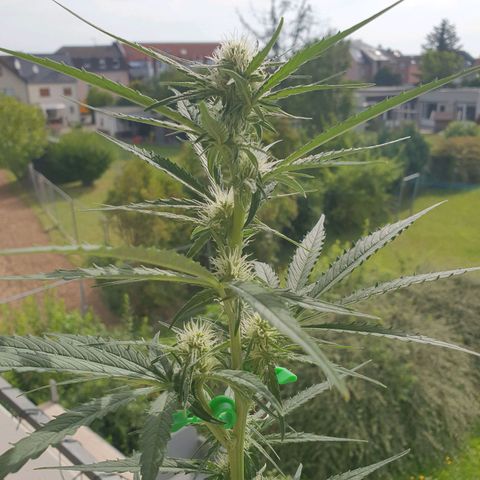 Epsilon growlog timeline photo