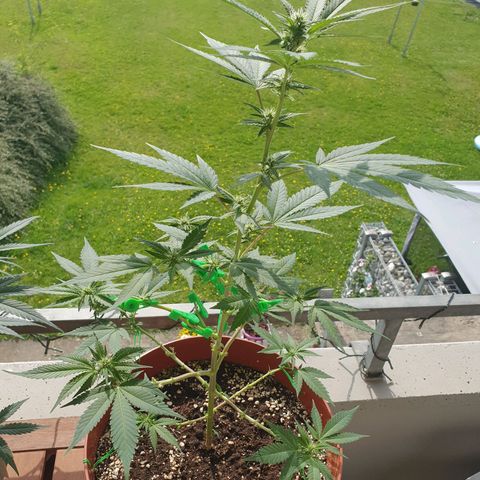 Geile Geli growlog timeline photo