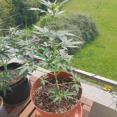 Geile Geli growlog timeline photo
