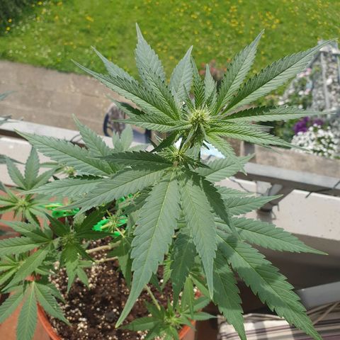 Geile Geli growlog timeline photo