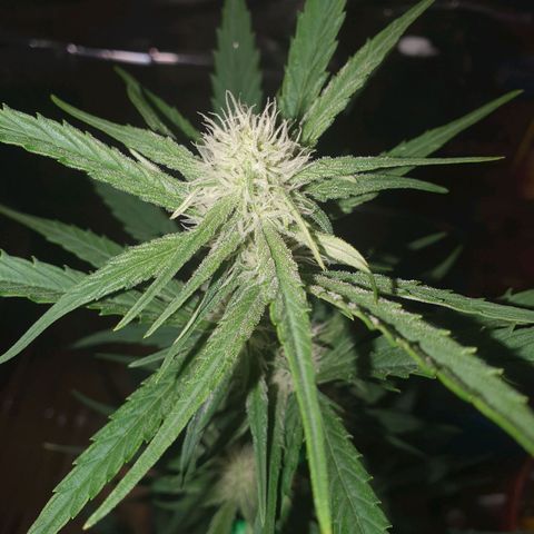 Epsilon growlog timeline photo