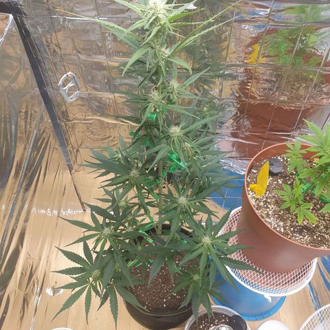 Epsilon growlog timeline photo