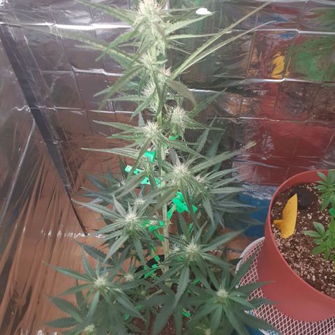 Epsilon growlog timeline photo