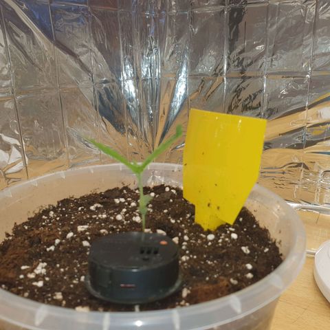 Special Kush #1 growlog timeline photo
