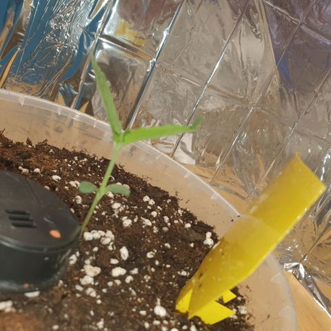 Special Kush #1 growlog timeline photo