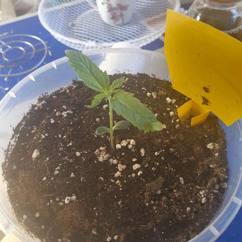 Special Kush #1 growlog timeline photo