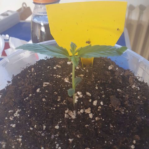Special Kush #1 growlog timeline photo